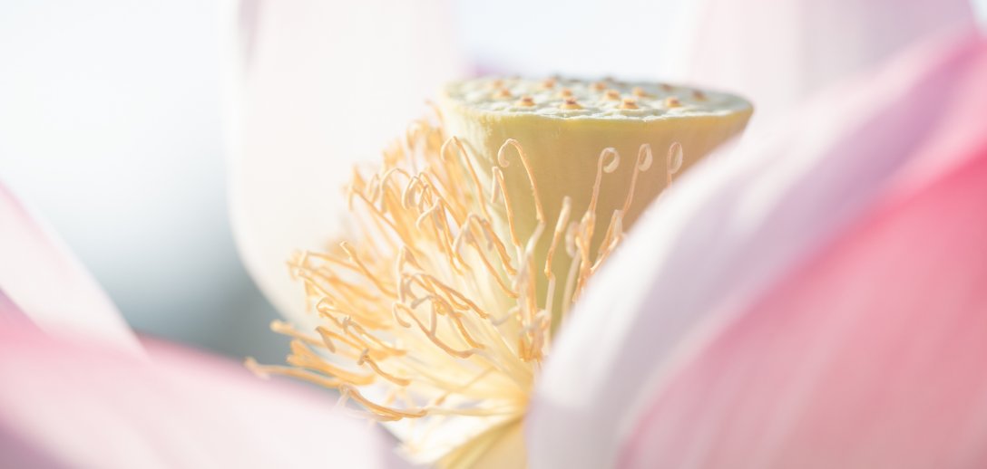 Wody kwiatowe. Kosmetyki z serca natury.