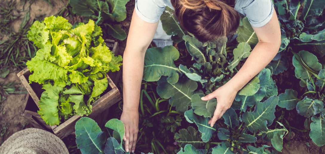 RWS, czyli ekologiczne warzywa prosto od rolnika