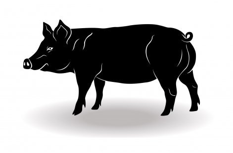 Chińskie znaki zodiaku - świnia