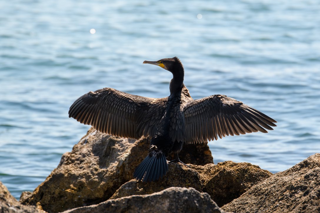 Birdwatching na Mazowszu: 5 ciekawych miejsc z przyrodą na wyciągnięcie ręki