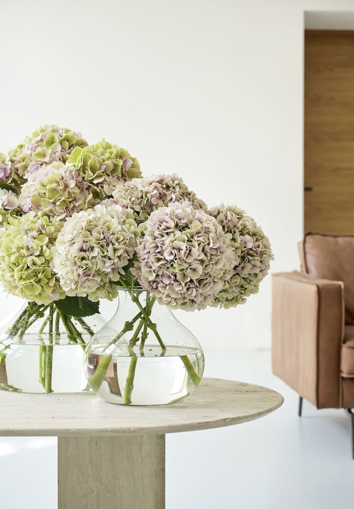 9-snijhortensia_2020_1a_low