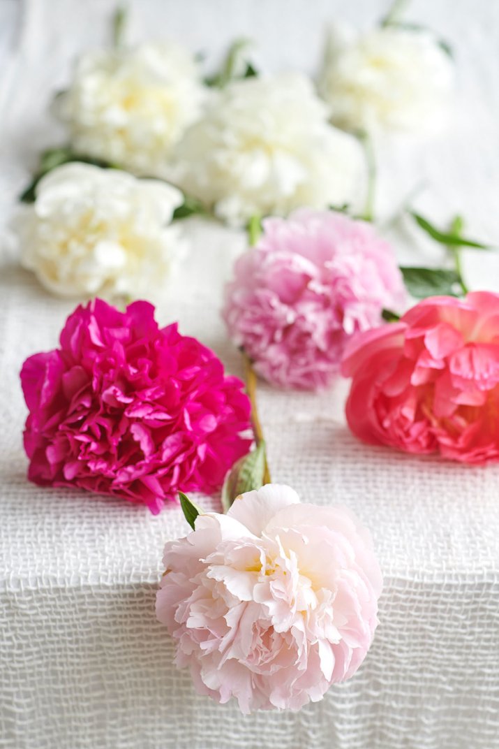 agenda-des-fleurs_juin_pivoine.2018.7