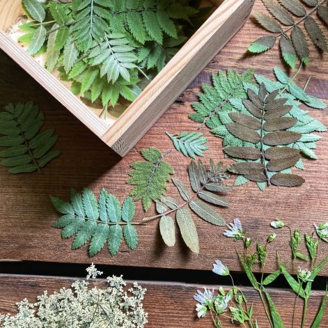 Dzieś apotropaicznie o Pannie Jarzębinie  JARZĘBINA (Sorbus aucuparia ) na większości obszarów uważana była za drzewo święte lub czarodziejske, mające moc zgubną dla szatana. Na Polesiu panowało przekonanie,