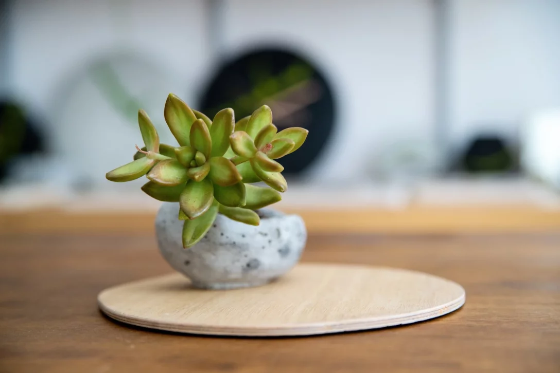 Czym jest kusamono? O japońskiej sztuce miniaturowych kompozycji z roślin rozmawiamy z artystką Joanną Komorowską