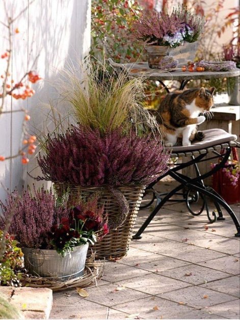 rośliny na jesienny balkon