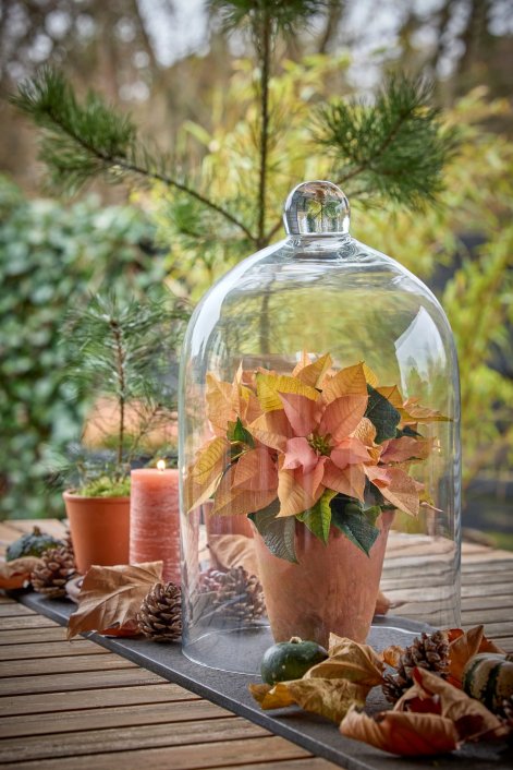 1-2025_Poinsettia_01000_Nordic_Winter_Charm_61