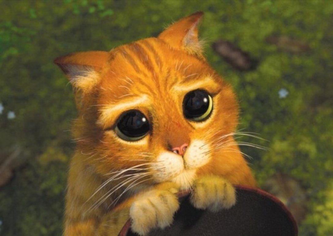 Filmy i seriale, które obowiązkowo muszą obejrzeć wszyscy obecni i przyszli właściciele kotów