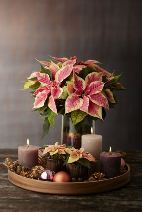 gwiazda-betlejemska-dekoracje-świąteczne-2