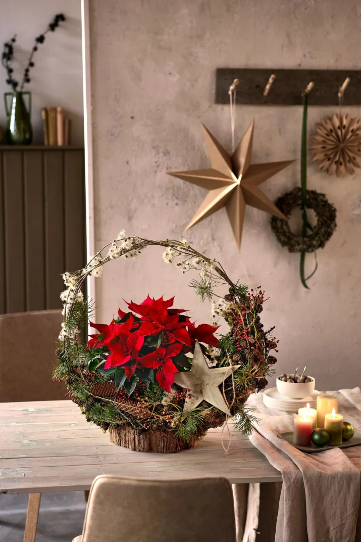Świąteczna klasyka. 6 pomysłów na dekoracje z gwiazdą betlejemską w roli głównej