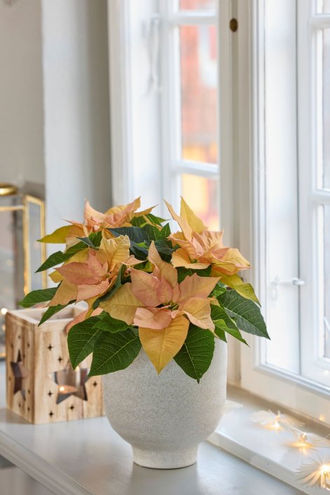 2025_Poinsettia_01000_Nordic_Winter_Charm_14