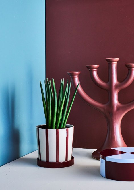 sansewieria3 floradania