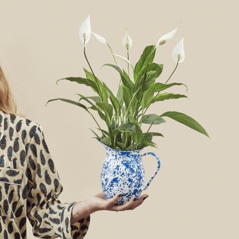 skrzydlokwiatFloradania_13