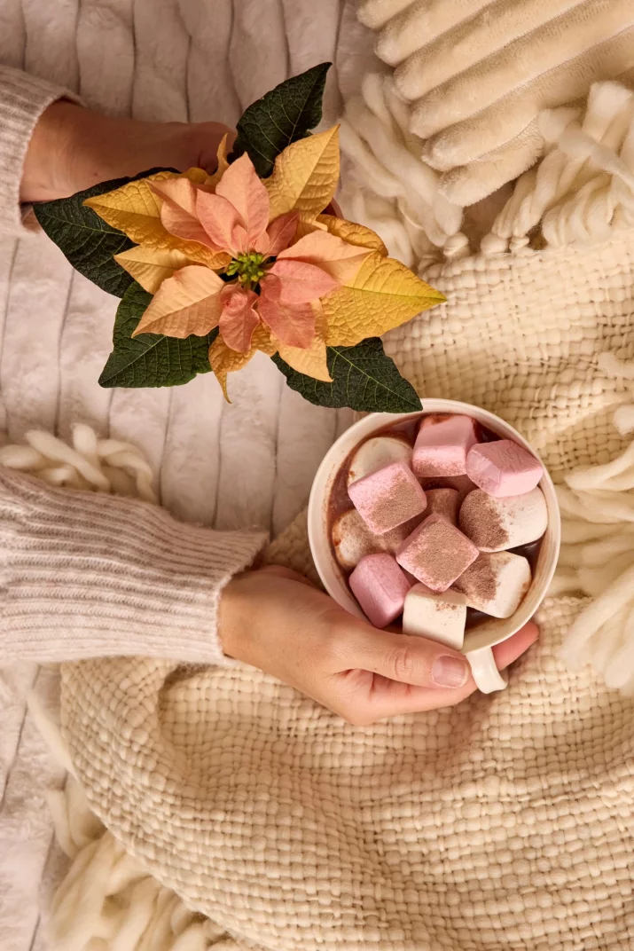 Dzisiaj Dzień Poinsecji: idealny moment na pozdrowienia pełne gwiazd