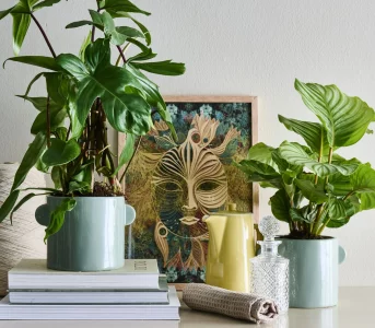 7 roślin, które przyniosą szczęście inbsp;powodzenie wnbsp;Nowym Roku