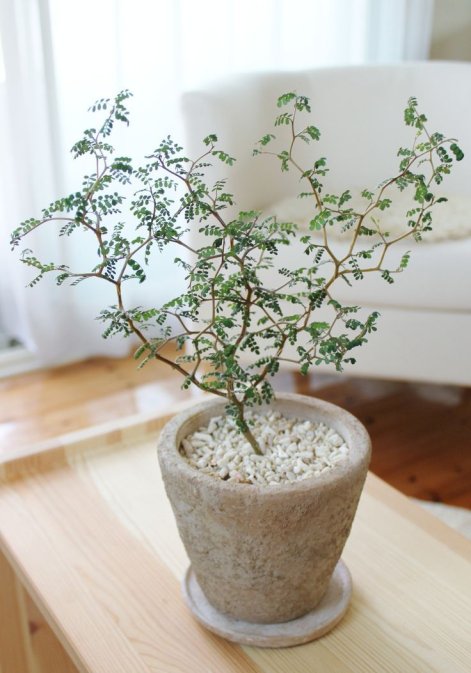 2c4e2b9120f2c0db1eafd66ed6f597e1