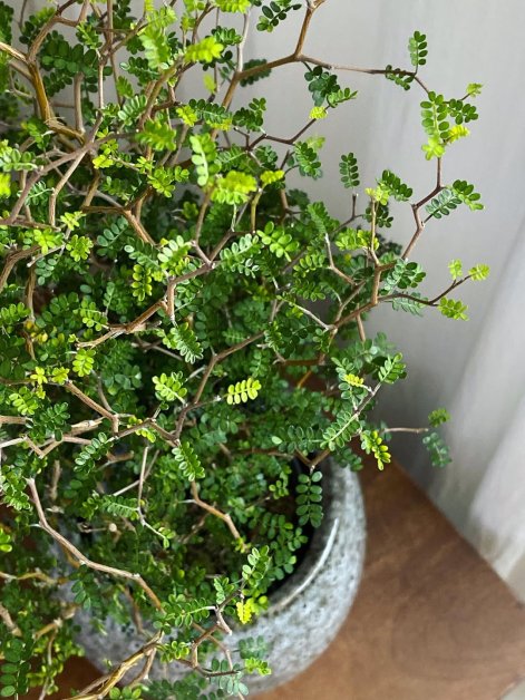 SnapInsta.to_508683035_18068769311317751_8607326633304194833_n