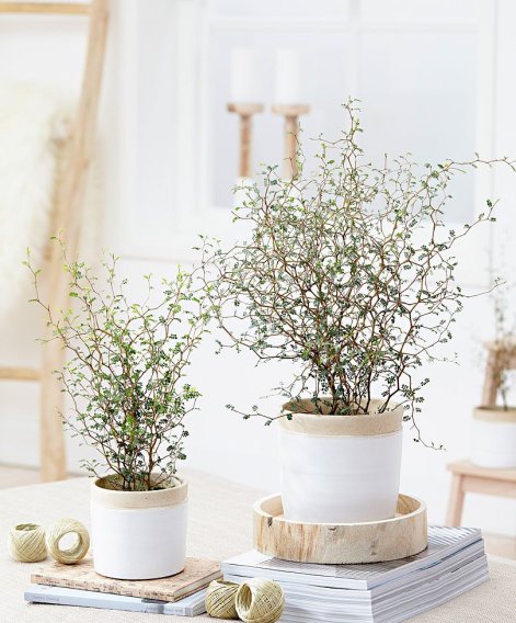 059e7f585241e83989695113409429f6