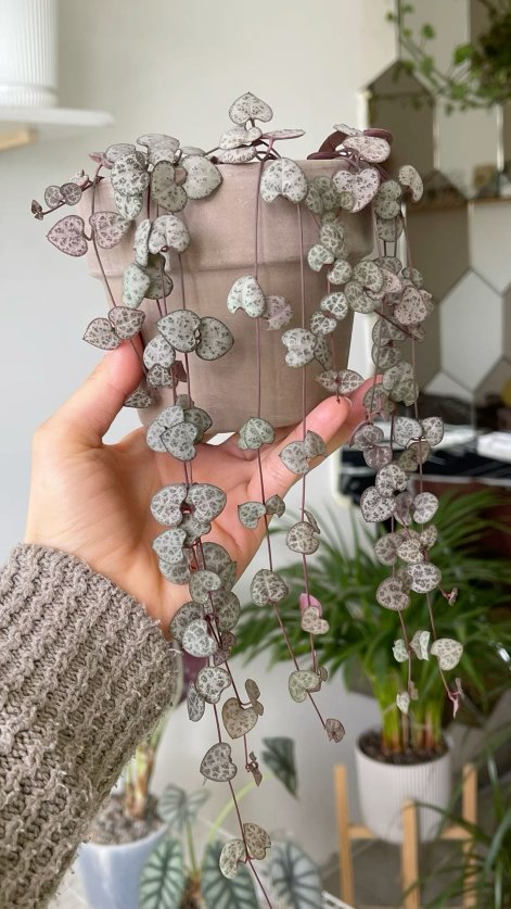 2c11dd542feeab39bd86d6e388852bf8