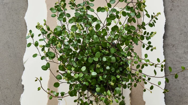 Koronka z&nbsp;zieleni. 8 subtelnych roślin, którym trudno się oprzeć