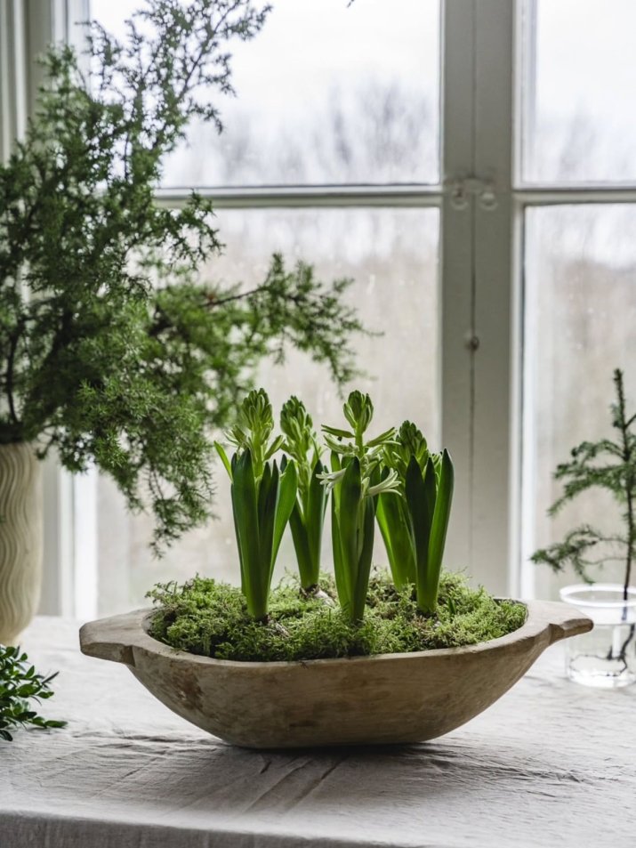 wiosenne dekoracje z haicyntów