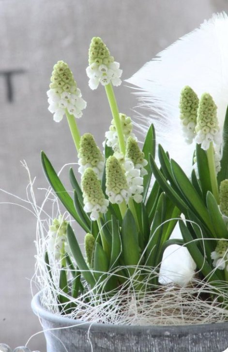 dekoracje z szafirków