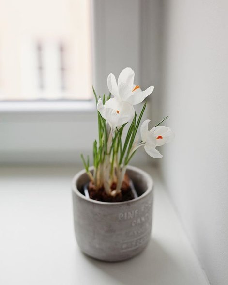 dekoracje z krokusów