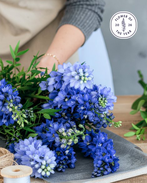 ostróżka kwiat 2026 roku