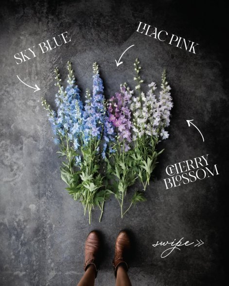 ostróżka kwiat 2026 roku 2