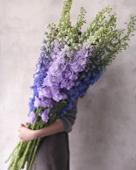 ostróżka kwiat 2026 roku 3