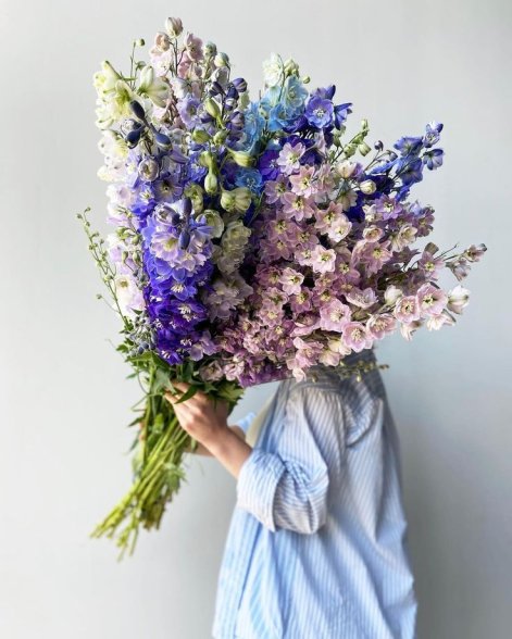 ostróżka kwiat 2026 roku 4