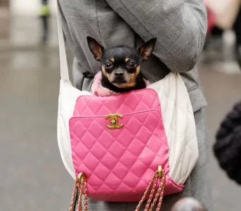 Co oznacza żółta bandana przy obroży? Ta inbsp;6 innych zasad savoir-vivre dla psich opiekunów