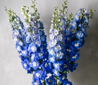 6 eleganckich bukietów znbsp;ostróżką, kwiatem roku 2026