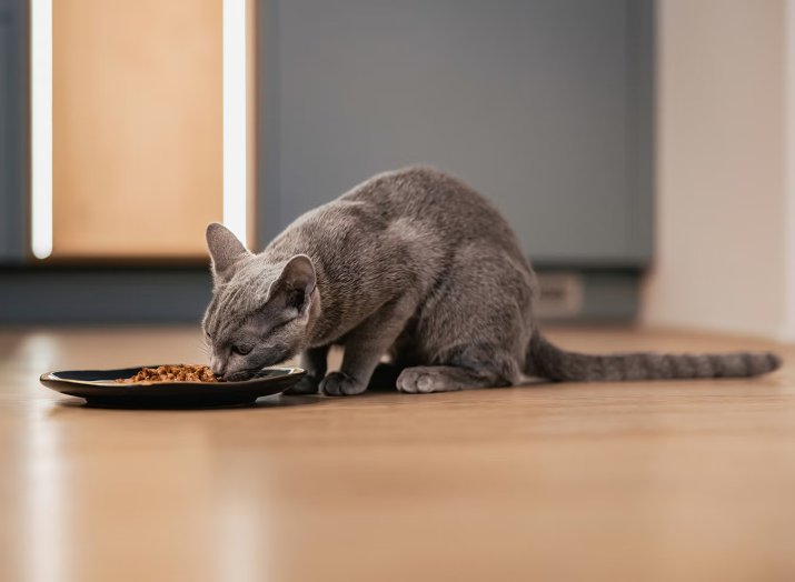 Feed-the-Bond-Not-Just-the-Bowl-large