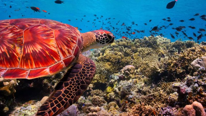 Nasza planeta0112_1.13