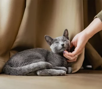 Tak koty okazują przywiązanie. Kilka lekcji dla opiekunów