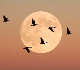 Pełnia Księżyca 28 sierpnia będzie ważną datą. Co oznacza dla każdego znaku zodiaku