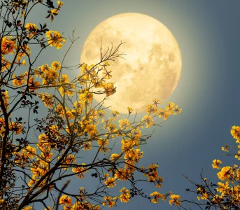 Dla tych znaków zaczyna się dobry czas. Horoskop tygodniowy 5-11 października